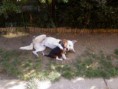 /album/fenykepgaleria/kutya-jpg/
