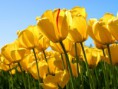 /album/fenykepgaleria/tulips-jpg/