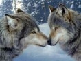 /album/fenykepgaleria/farkas3-jpg/