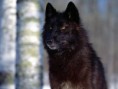 /album/fenykepgaleria/farkas6-jpg/
