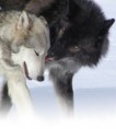/album/fenykepgaleria/farkas7-jpg/