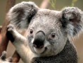 /album/fenykepgaleria/koala-jpg/