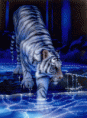 /album/fenykepgaleria/tiger-gif/